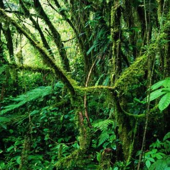 Green Earth